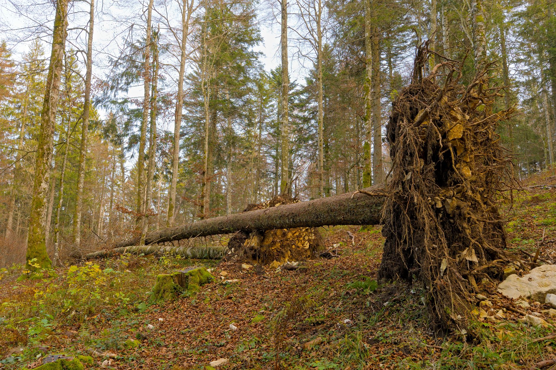 Enlèvement arbre urgence à Saint-Martin-d'Hères